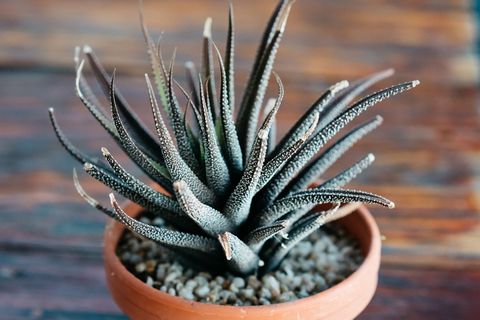 Aloe vera