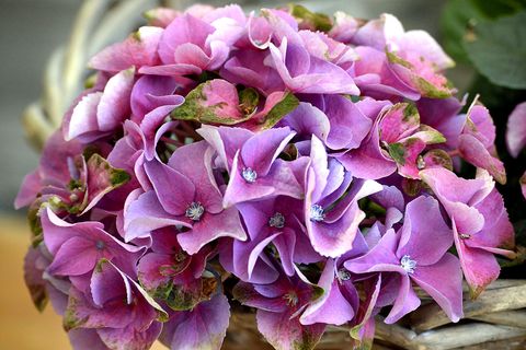 Hortensia