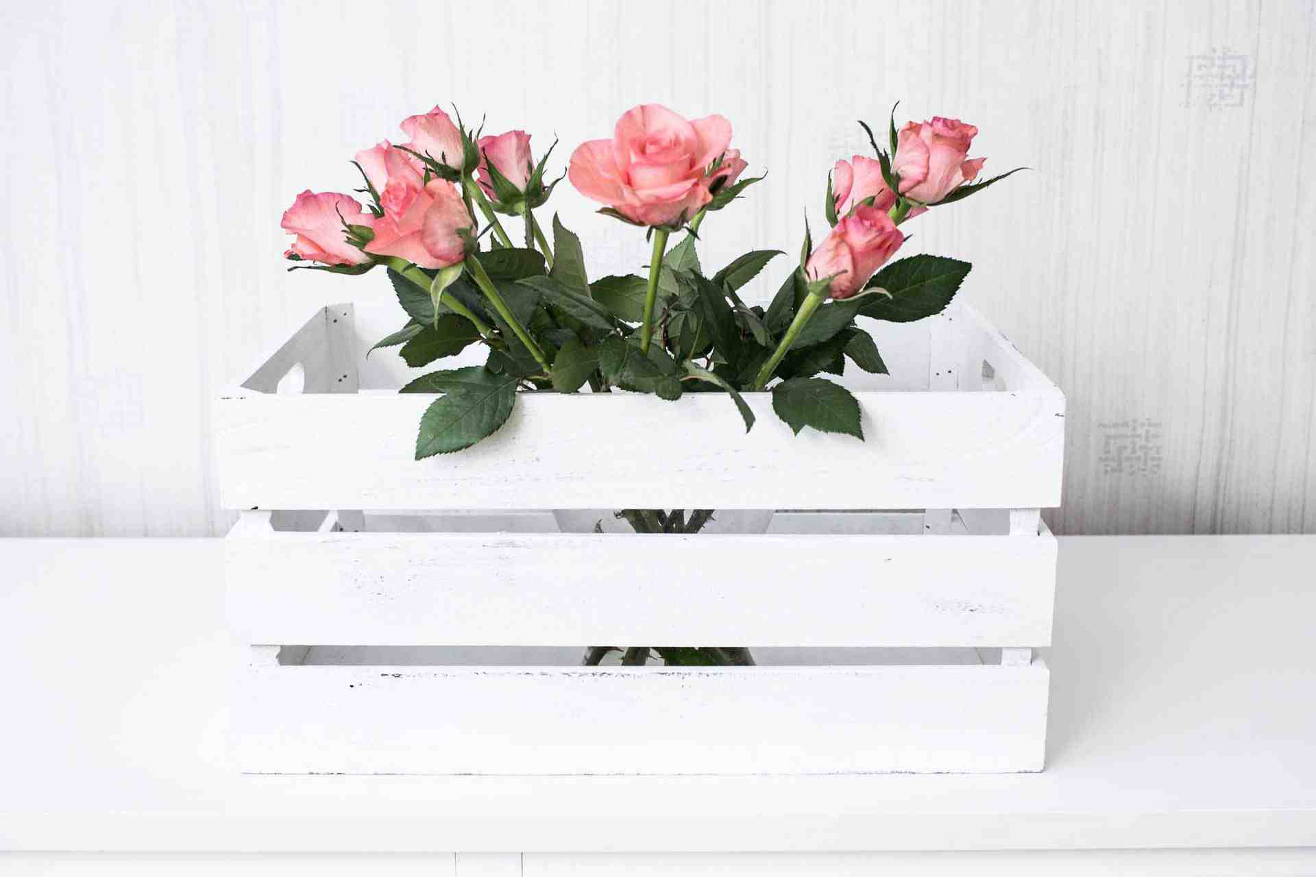 Rosor 10-pack