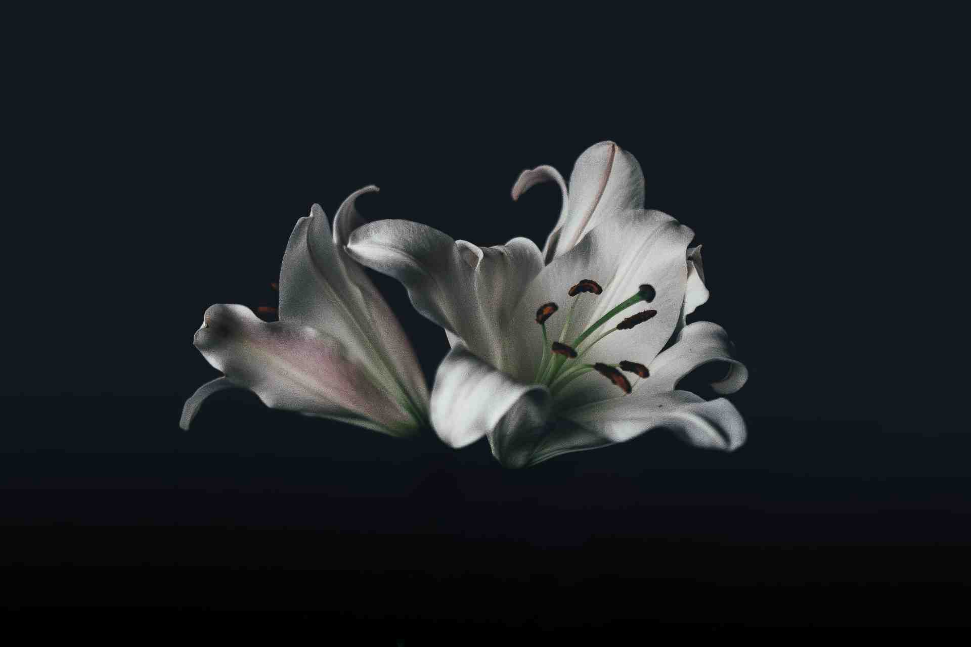 Blomma på svart bakgrund